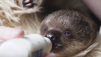 This Adorable Newborn Sloth Named ‘Edward Scissorhands’ Will Make You Want To Own A Sloth