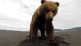 A Dude With A GoPro Strapped To His Head Got Slapped By A Grizzly Bear