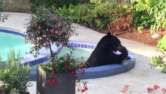 Watch This Black Bear Beat The Heat In A Vancouver Pool And Hot Tub
