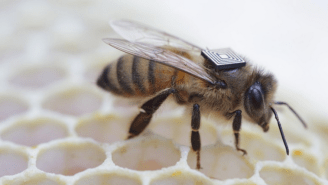 Is That Bee Wearing A Backpack? Scientists Are Microchipping Bees To Save Them.