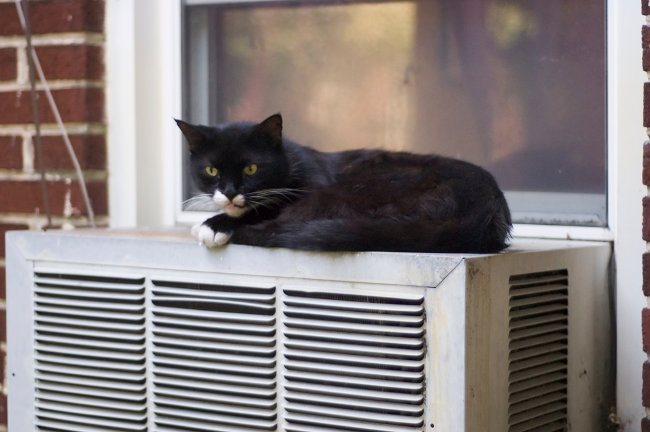 cat air conditioner