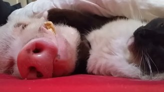 Experience The Quiet Meditation Of A Cat Stroking A Pig