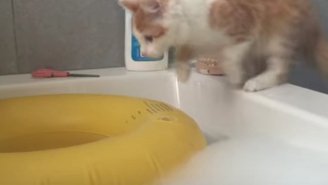 Watch As This Cat Gets Soaked Trying To Jump On A Toy In A Bathtub