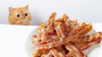 This Man Called The Police Because His Girlfriend Let A Cat Eat His Bacon