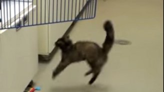 This Cat Tries To Jump From A Waxed Floor And Fails Miserably