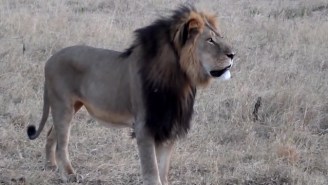 Conflicting Reports Have Left The Life Of Cecil The Lion’s Brother, Jericho, In Question
