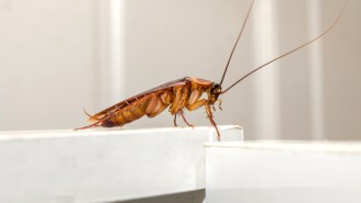 Doctors Pulled A Living Cockroach From A Woman’s Head After She Felt A ‘Tingling, Crawling Sensation’
