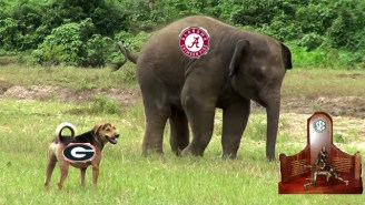 Here’s Your SEC Championship Prediction In The Form Of A Baby Elephant Vs. A Dog