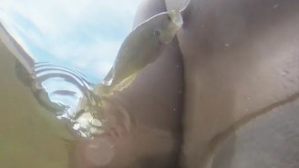 This Guy Gets One Hell Of A Surprise When A Hungry Fish Mistakes His Nipple For Food