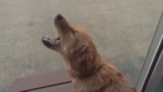 Watch This Golden Retriever Puppy Experience Rain For The First Time