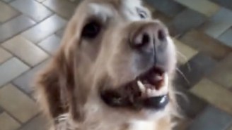 Watch This Golden Retriever React To Hearing Her Cancer-Test Results