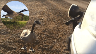 Watch As This Lost Goose Follows A Guy In His Truck To Lakeside Happiness
