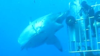 This Video Of ‘The Largest Shark Ever Filmed’ Will Keep You On Dry Land Forever