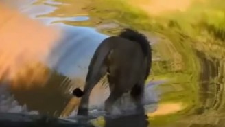 Enjoy This Lion As It Epitomizes Majestic Grace Before Slipping Into A Waterfall