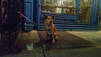I Took My Dog On A Brooklyn Bar Crawl And I Am Very Sorry About That