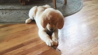 It’s Puppies Vs. Spoons In The Ultimate Showdown