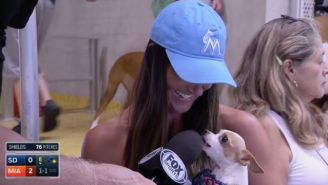 This Dog Did Not Care To Be Interviewed At A Miami Marlins Game