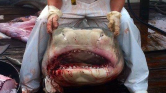 This Fisherman Caught An 800-Pound Shark Off The South Carolina Coast