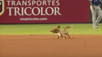 Weiner Dog Adorably Escapes Its Frustrated Owners During Baseball Game