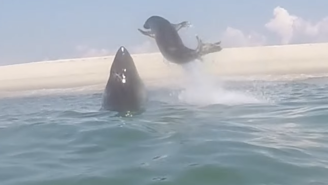 A Quick-Thinking Seal Narrowly Avoided Being Eaten By A Gigantic Shark