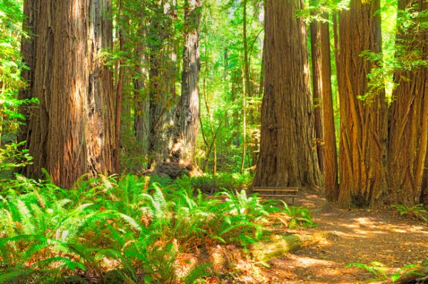 Redwood National Park