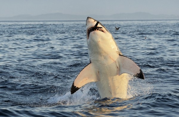 shark attack seal