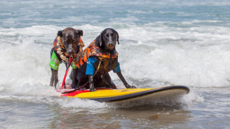 This Surfing Dog Competition Will Get You Hyped For The Weekend