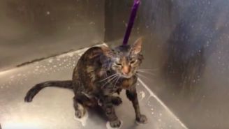 Cat Says ‘No More’ During Her Bath, So Expect A Feline Uprising Any Day Now