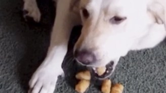 This Tater Tot-Barfing Dog Is The Vine You Need To See Today