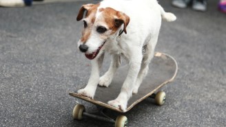 Uggie The Dog From ‘The Artist’ Has Been Put To Sleep At 13 Years Old
