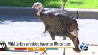 Police Are On The Hunt For A Wild Turkey That’s Been ‘Terrorizing’ The University Of Michigan
