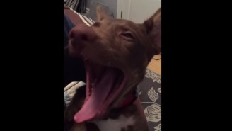 This Puppy Yawns So Much That It Merited A Supercut Video