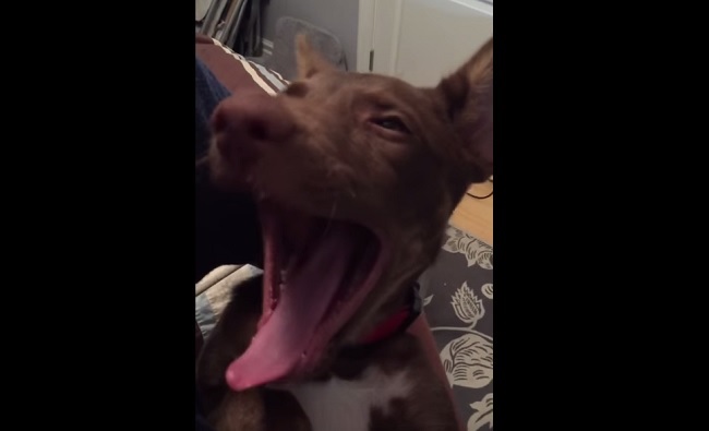 This Puppy Yawns So Much That It Merited A Supercut Video