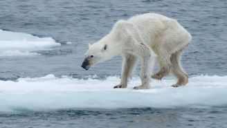 Photos Of Dying Polar Bears Have People Talking About Climate Change
