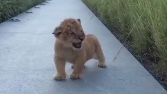 Let This Baby Lion Trying To Roar Embody Your Life’s Frustrations