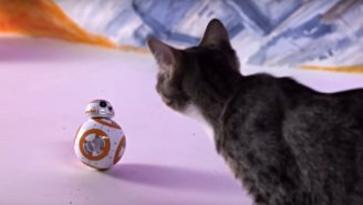 Kittens And ‘Star Wars’ Droid BB-8 Do Not Mix