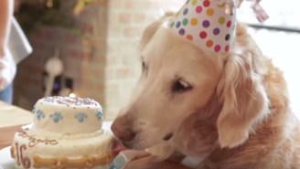 Bretagne, The Last Living 9/11 Service Dog, Gets A 16th Birthday Celebration