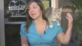 Fur Is Gonna Fly In This Supercut Of The Best Cat News Bloopers Ever