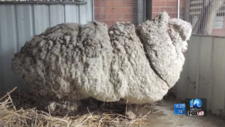 This Is What It Looks Like When A Sheep Doesn’t Get Sheared For Years
