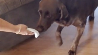 This Dog Does Not Sugarcoat Its Feelings About ‘The New Baby’ Coming Home