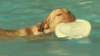 Calgary Held Its Yearly ‘Dog Day’ That Gives Public Pools To The Dogs For The Last Day Of Summer