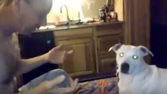 This Dog Got Its Mind Blown By Magic, But Would Still Like His Treat, Please