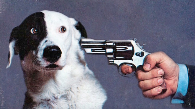 If You Don't Watch This Video, National Lampoon Will Kill This Dog