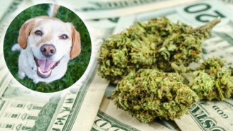 A Package Of Marijuana Worth $10,000 Fell From The Sky And Took Out A Family’s Doghouse