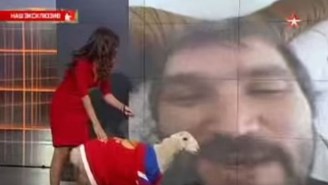 Alexander Ovechkin Got A Real Live Sheep For His 30th Birthday
