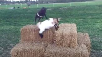 Baby Goat Parkour Is Exactly What You Need On A Monday