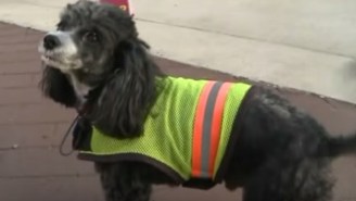 Patches The Dog Had A Great Career As A Crossing Guard Until He Was Fired