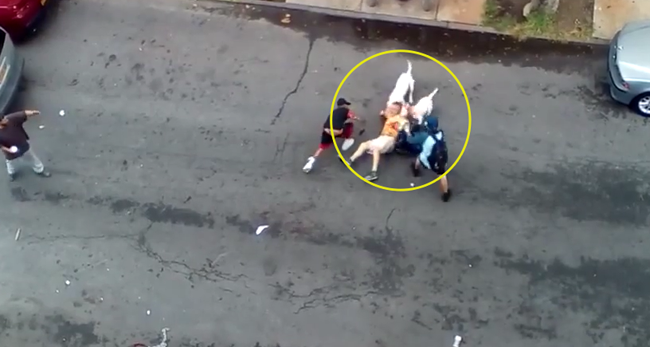 Check Out This Crazy NYC Pitbull Attack Video   Pit Bull Attack 