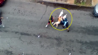 Check Out This Crazy Video Of A NYC Pit Bull Attack That Left Two People Injured