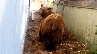 Watch This Angry Bear Poop — Angrily — After Being Forced Out From Under A Porch